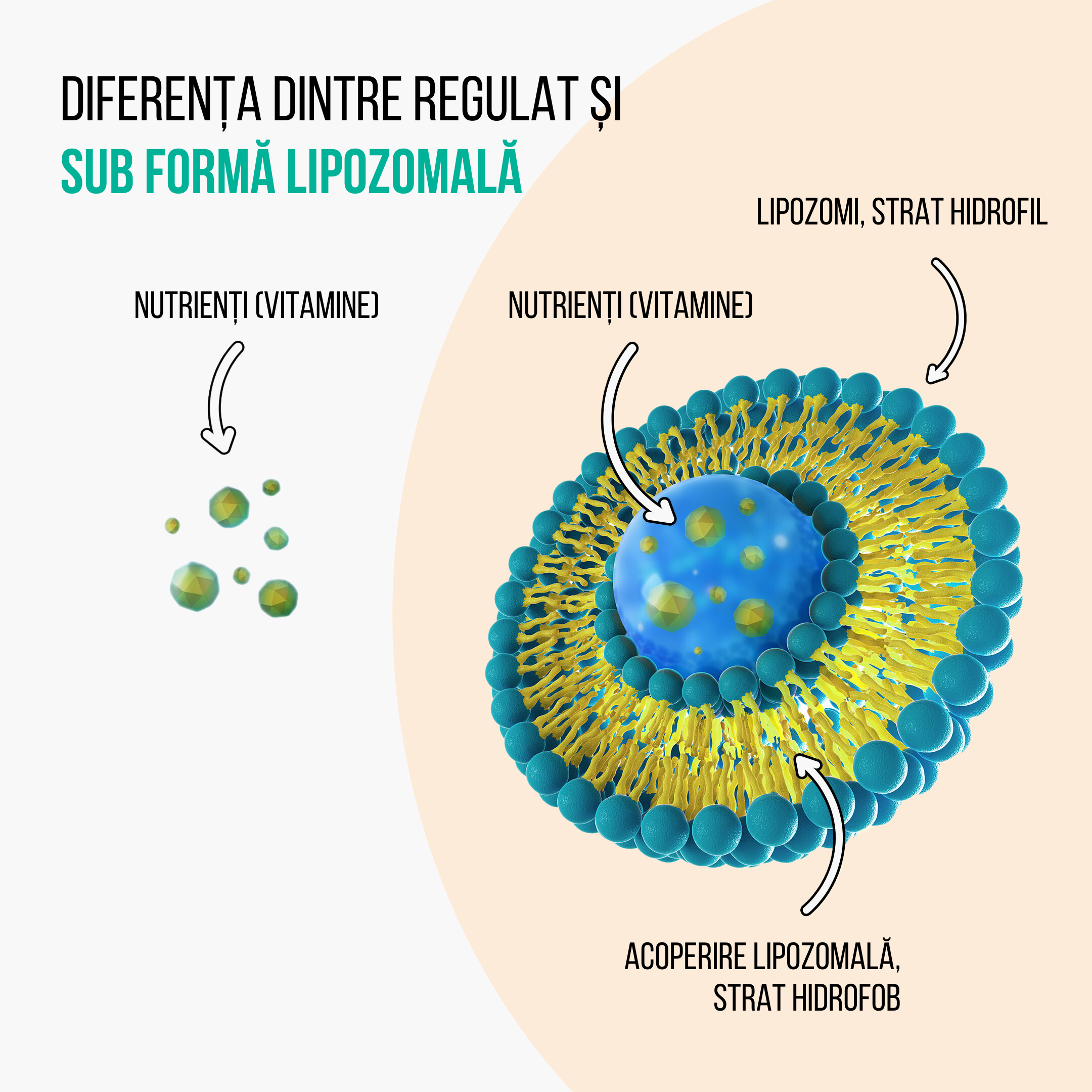 rozdíl mezi běžnou a lipozomalní ro